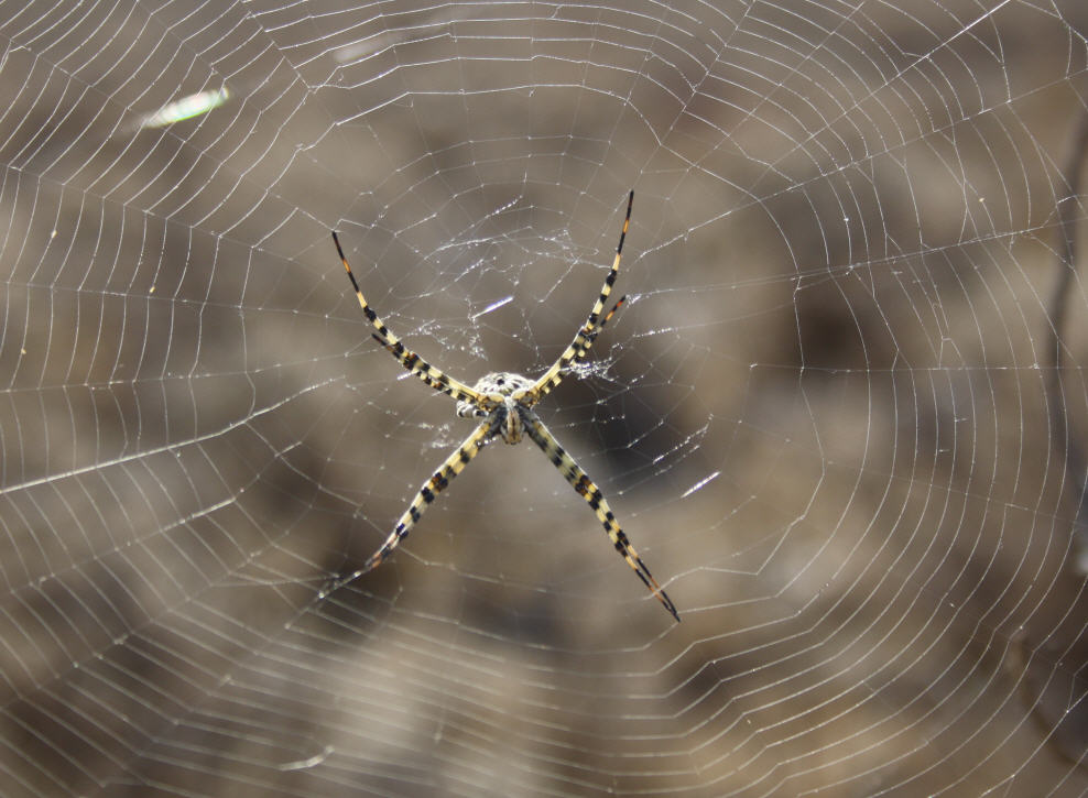 Argiope lobata